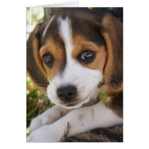 Beagle Baby Hund Hälsningskort
