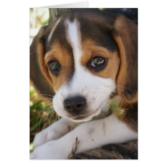 Beagle Baby Hund Hälsningskort (Framsidan)