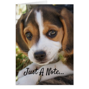 Beagle Baby Hund Hälsningskort