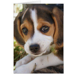 Beagle Baby Hund OBS Kort
