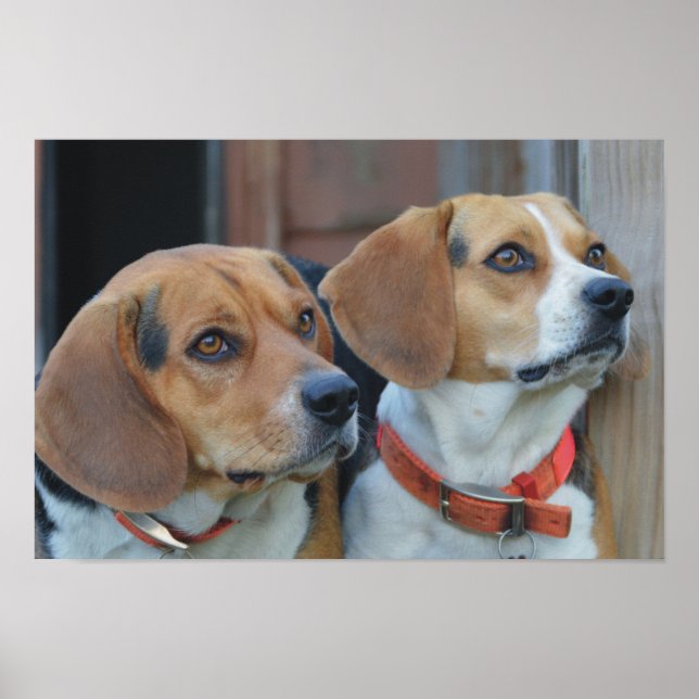 Beagle Best Friends Poster (Framsidan)