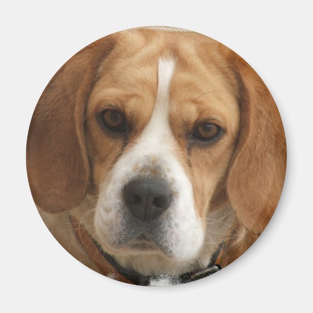 Beagle Bilder Round Magnet (Framsidan)