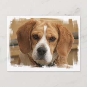 Beagle Bilder vycard Vykort