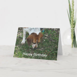 Beagle Birthday Card Kort