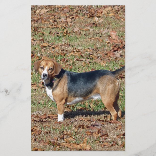 Beagle Brevpapper (Framsida)