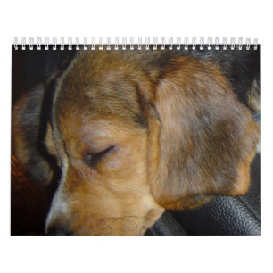 Beagle Calander Kalender