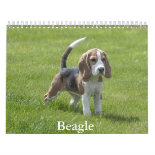 Beagle Calendar Kalender
