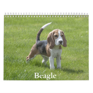 Beagle Calendar Kalender