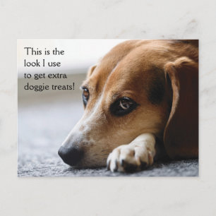 Beagle "Extra hundgodis" vykort