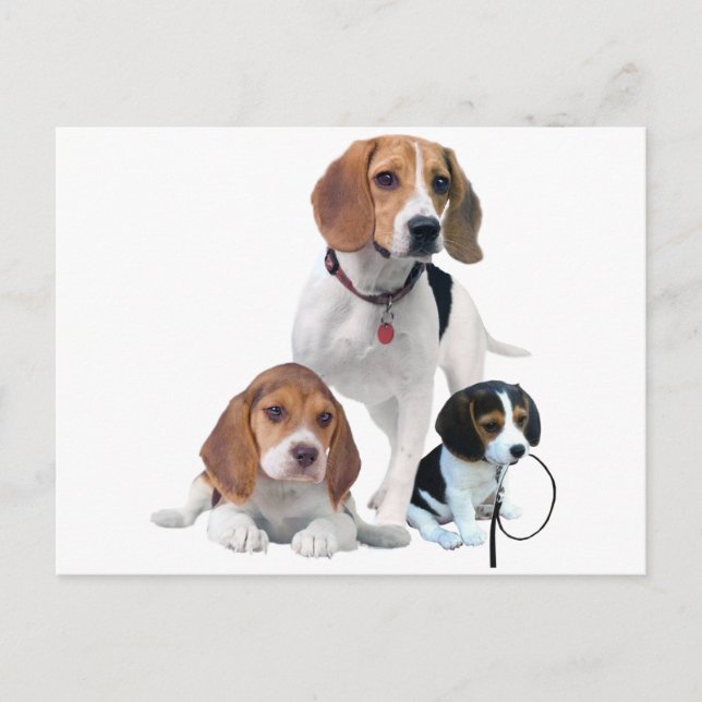 Beagle Family Vykort (Framsida)
