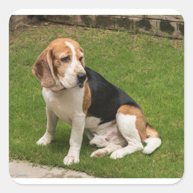 Beagle Fyrkantigt Klistermärke (Framsida)