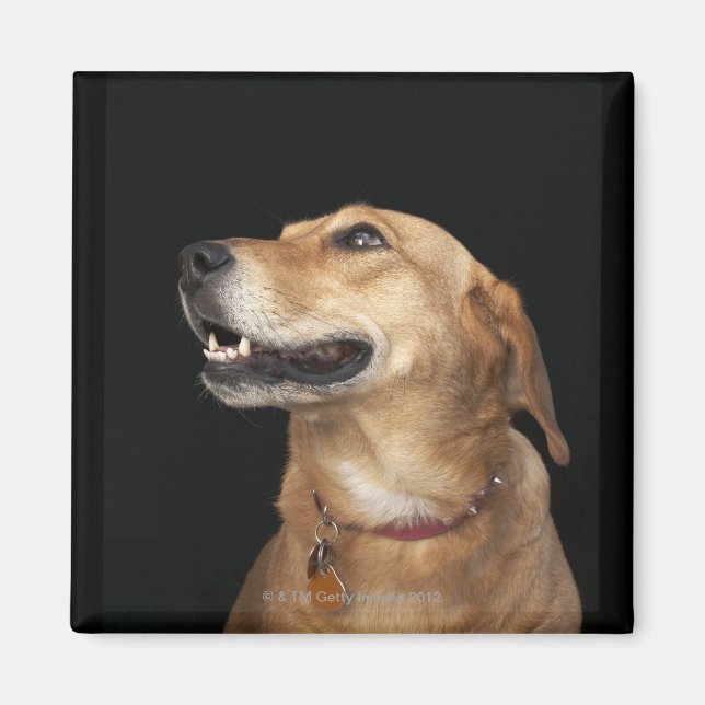 Beagle Golden Lab Mix tittar på sidan Magnet (Framsidan)