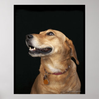 Beagle Golden Lab Mix tittar på sidan Poster