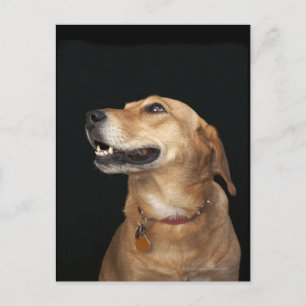 Beagle Golden Lab Mix tittar på sidan Vykort
