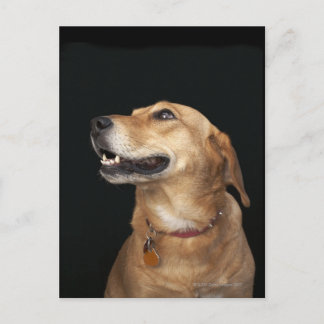 Beagle Golden Lab Mix tittar på sidan Vykort