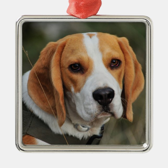 Beagle Hound Hund Julgransprydnad Metall (Framsidan)