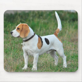 Beagle Hound Hund Musmatta