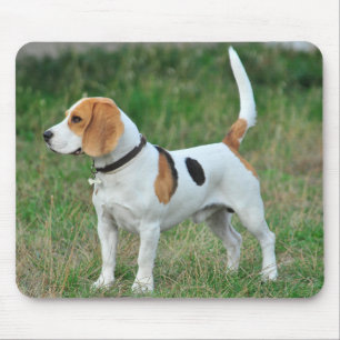 Beagle Hound Hund Musmatta