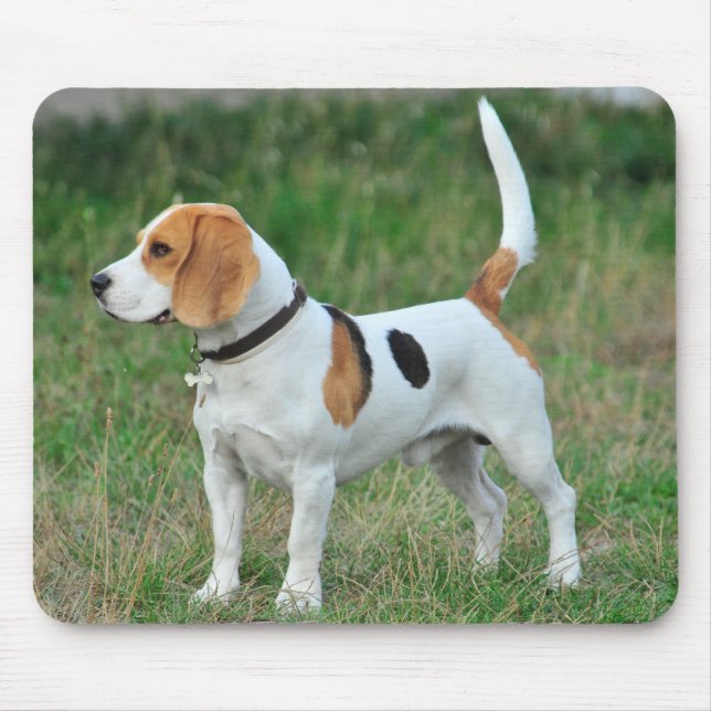 Beagle Hound Hund Musmatta (Framsidan)