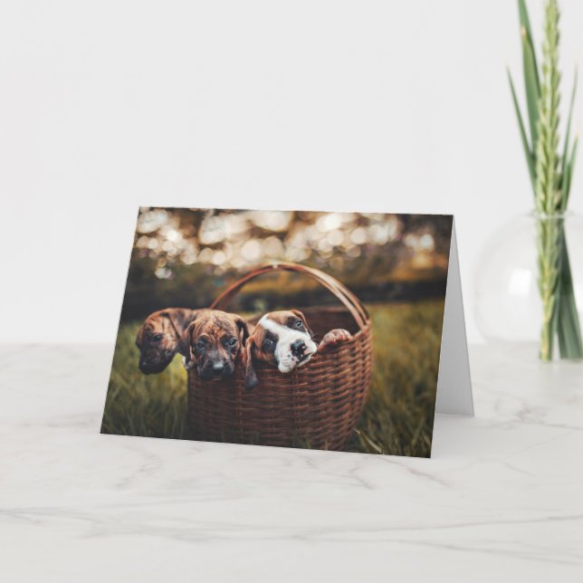 Beagle Hound Hund Puppies Hund... Kort (Framsida)