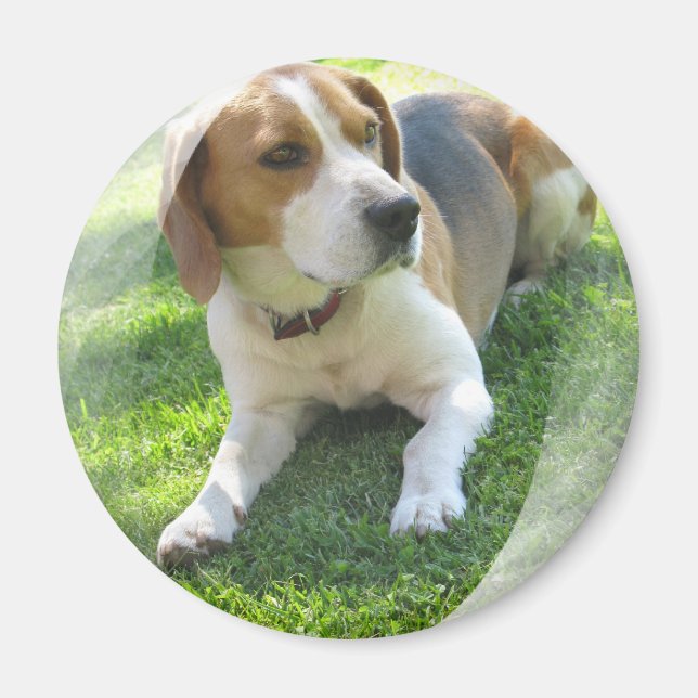 Beagle Hound Hund Round Magnet (Framsidan)