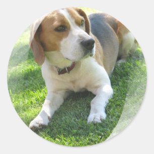 Beagle Hound Hund Sticker Runt Klistermärke