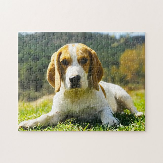Beagle Hound Hundar. Pussel (Horisontell)