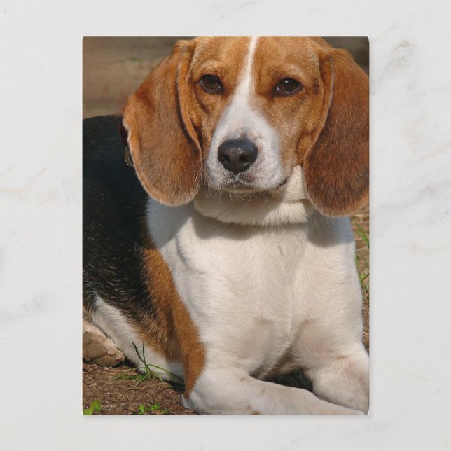 Beagle Hound-vykort Vykort (Framsida)