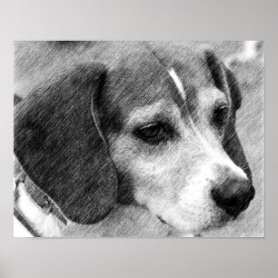 Beagle Hund Ansikte Pencil Art #2 Poster