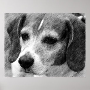 Beagle Hund Ansikte Pencil Art Poster