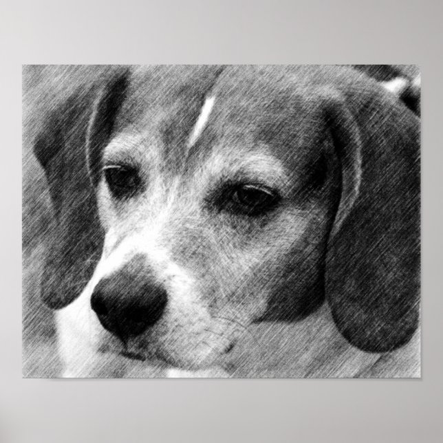 Beagle Hund Ansikte Pencil Art Poster (Framsidan)