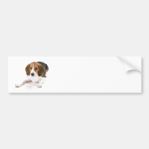 Beagle Hund Klistermärke