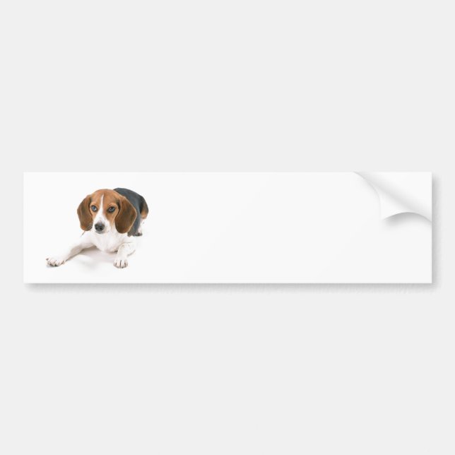 Beagle Hund Klistermärke (Framsidan)