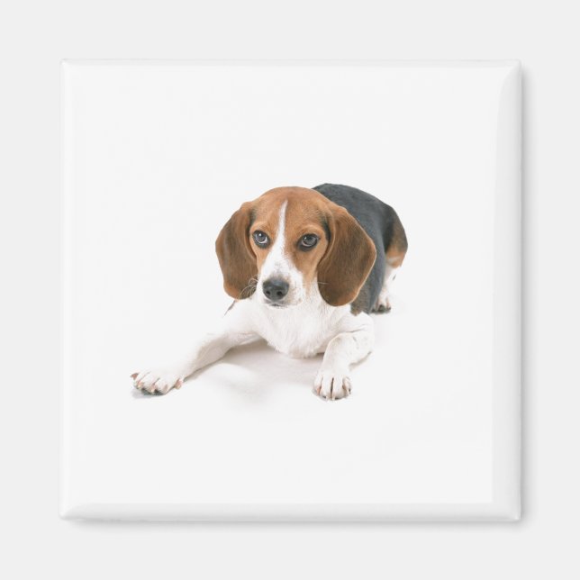 Beagle Hund Magnet (Framsidan)