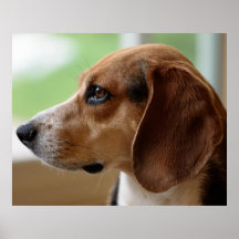 Beagle Hund Porträtt