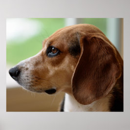 Beagle Hund Porträtt Poster