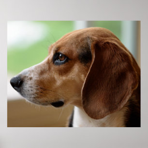 Beagle Hund Porträtt Poster