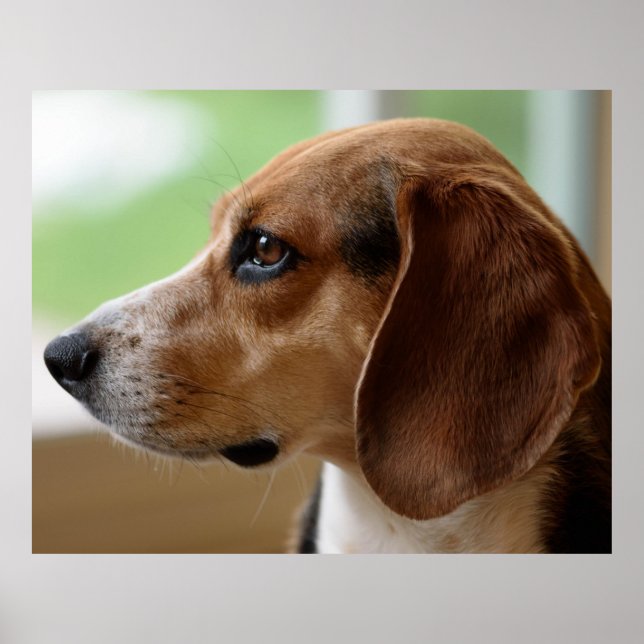 Beagle Hund Porträtt Poster (Framsidan)