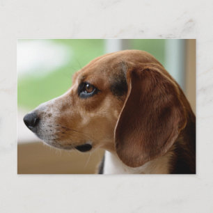 Beagle Hund Porträtt Vykort