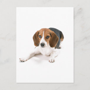 Beagle Hund vykort