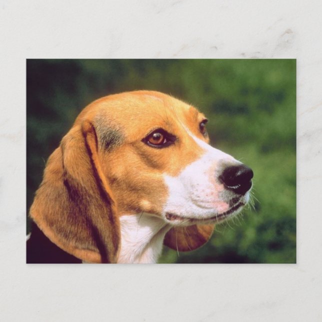 Beagle Hund Vykort (Framsida)