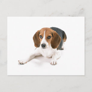 Beagle Hund vykort