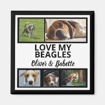 Beagle Hundägare och Proud Puppy Hund Photo Collag