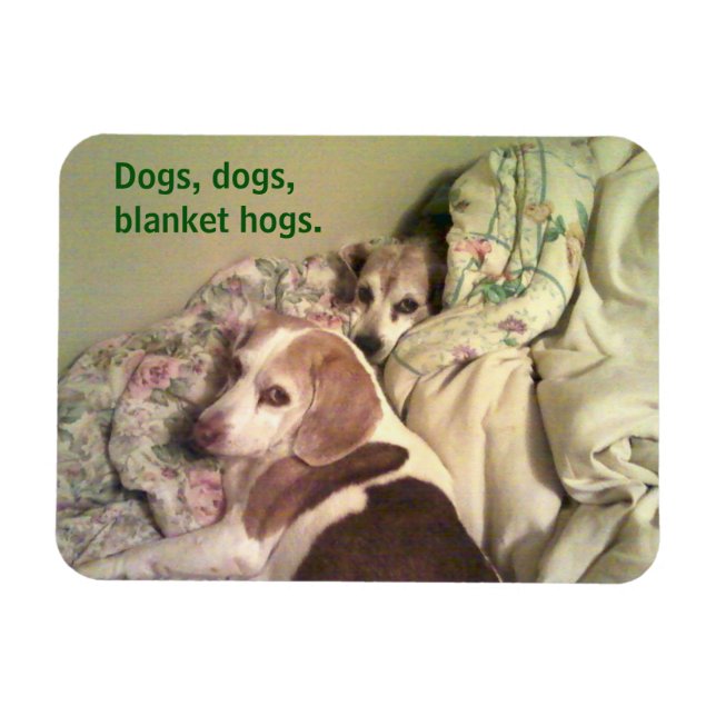 Beagle "Hundar, Hundar, Blanket Hogs" 3x4 Magnet (Horisontell)