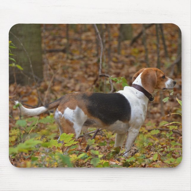 Beagle i Skogen Musmatta (Framsidan)