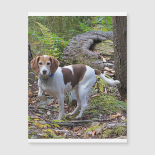 beagle i skogen.png