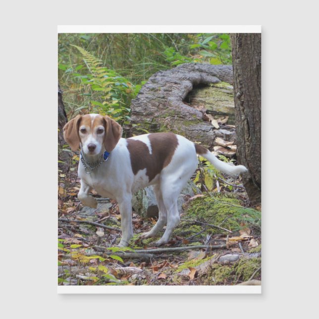 beagle i skogen.png (Framsida)