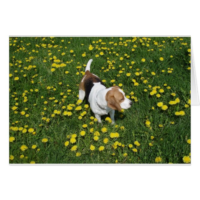 beagle in dandilions.png hälsningskort (Framsidan Horizontal)