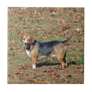 Beagle Kakelplatta