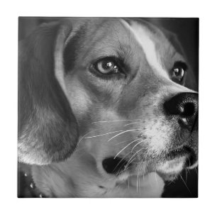 Beagle Kakelplatta
